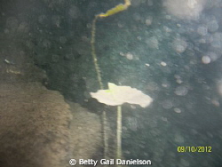 The cenote (sinkhole/collapsed water cave) in this pictur... by Betty Gail Danielson 